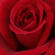 Rojo - Rosas híbridas de té - Avon